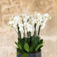 ORQUIDEA EN MACETA
