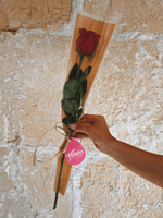 rosa clasica sant jordi